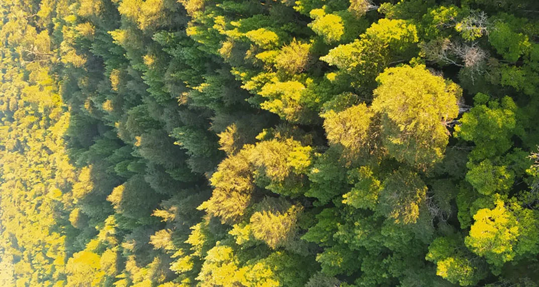 Bosque nativo