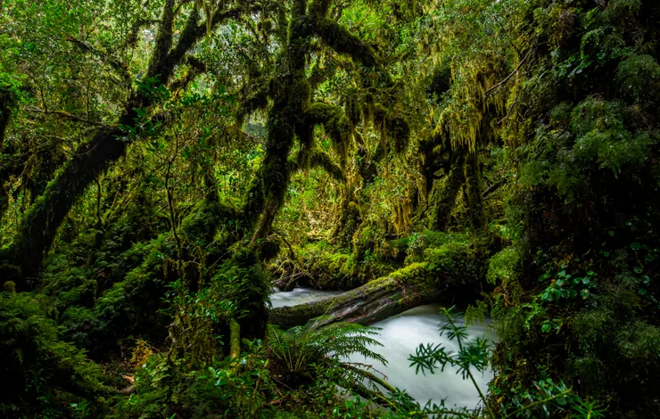Bosque templado