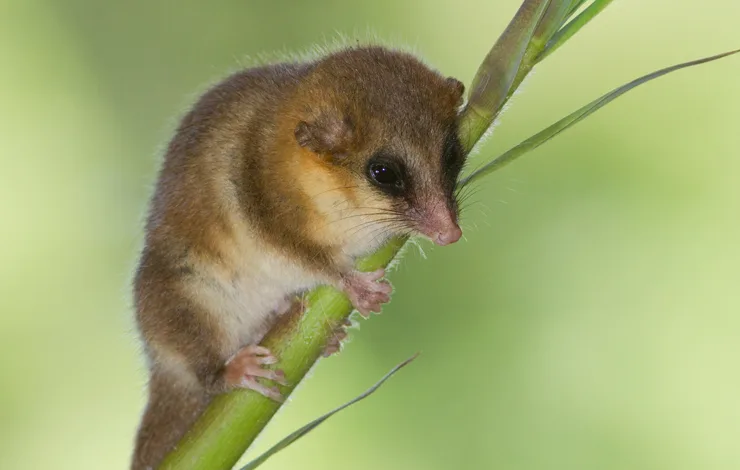 Monito del monte