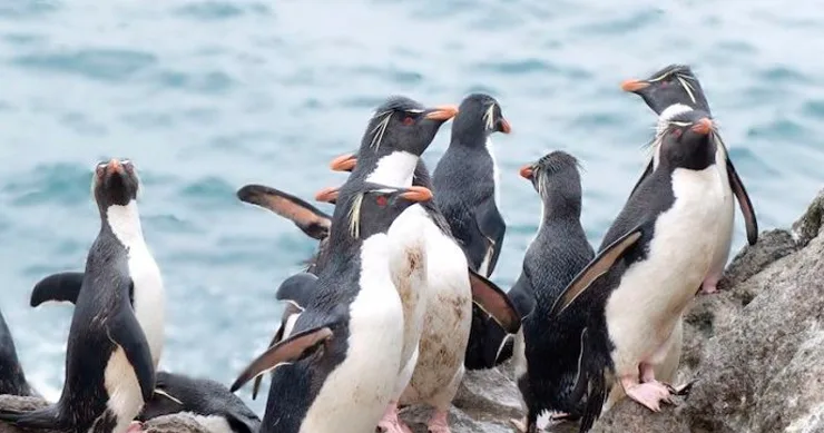 Pingüinos