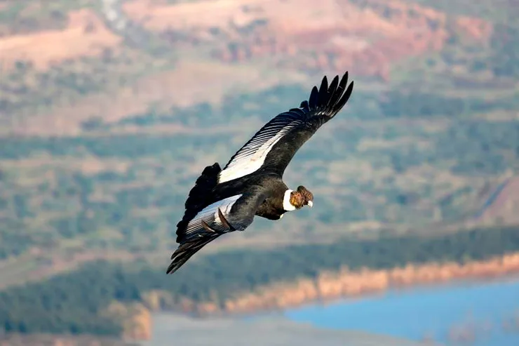Cóndor