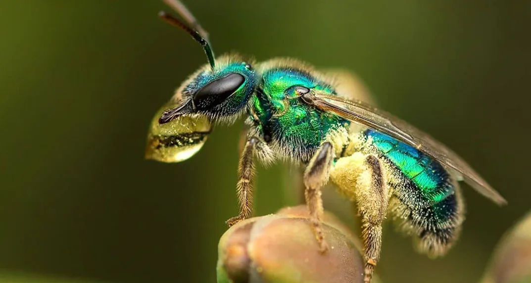 Abeja nativa