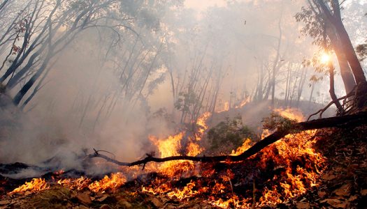 Declaración de la SOCECOL sobre incendios forestales
