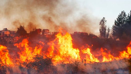 Destacada participación de nuestros socios en la evaluación de los incendios y el desarrollo de un plan de restauración