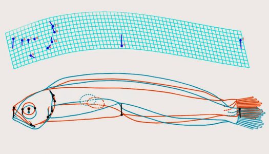 Curso Morfometría Geométrica