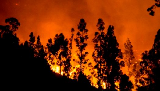 Seis pilares para el desarrollo forestal sostenible