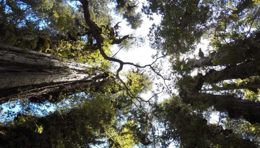 Charla sobre Ecofisiología y Monitoreo de Bosques