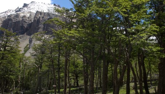 Ecóloga Chilena trabaja junto a viñas de Chile en la búsqueda de conservar nuestra biodiversidad