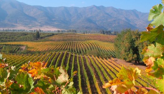 Preservar flora y fauna nativa que rodea a viñas es clave para combatir el cambio climático