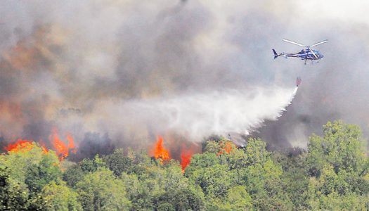 El impacto de los incendios forestales en la flora y fauna nacional podría ser «irrecuperable»