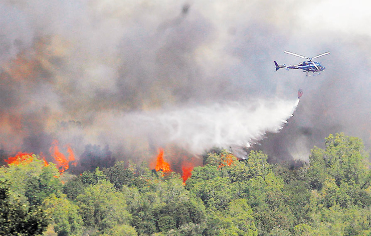 El impacto de los incendios forestales en la flora y fauna nacional podría  ser 