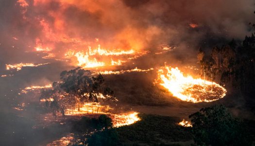 Conaf advierte: Chile tiene condiciones «similares» para sufrir una catástrofe como la australiana