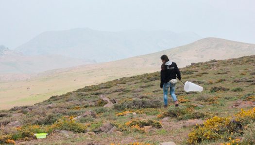 Descubren una nueva especie de abeja chilena en Farellones: fue bautizada en honor a las mujeres en ciencia