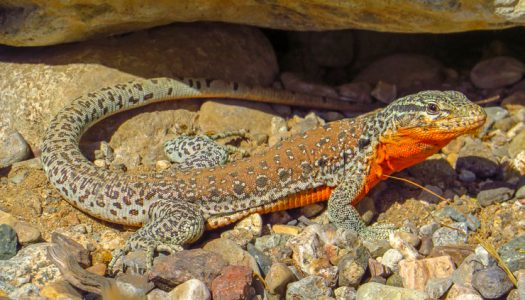 Encuentran gran biodiversidad de especies nativas en quebrada del Valle de Elqui