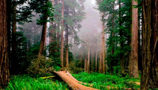 Bosques templados chilenos son igual de ricos en diversidad que selvas tropicales, revela estudio