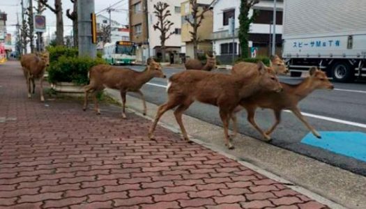 La Zoonosis Vírica en la crónica de una pesadilla anunciada