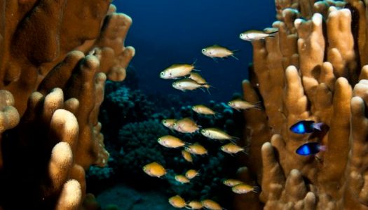 Estudio de peces en arrecifes Rapa Nui establece «juventud» y particularidades de especies endémicas