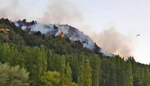 Investigación determinó que incendios forestales en bosques sureños generan daños que pueden durar más de cinco décadas