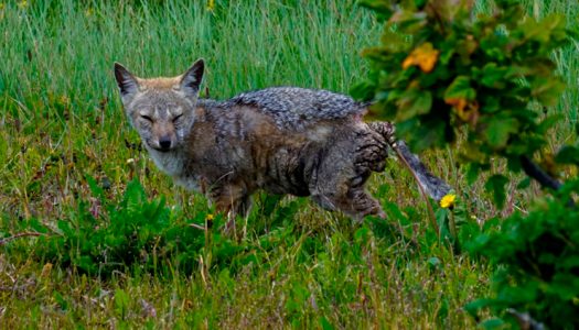 La emergencia de enfermedades en la fauna silvestre, el síntoma de un planeta enfermo