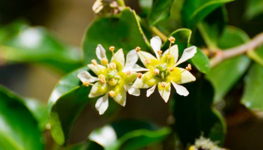 Cooperación entre plantas ayuda a la sobrevivencia en nuestra Cordillera