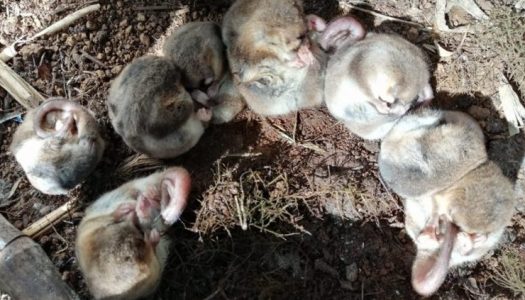 Descubren población desconocida de monito del monte en la Región del Maule