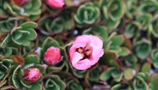Flor del corral de piedra: una nueva especie de planta descubierta en la Región del Ñuble
