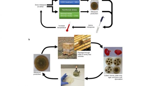 El hongo combate los ácaros que dañan a las abejas melíferas: Una nueva cepa de hongos podría proporcionar un método libre de químicos para ayudar a las abejas melíferas