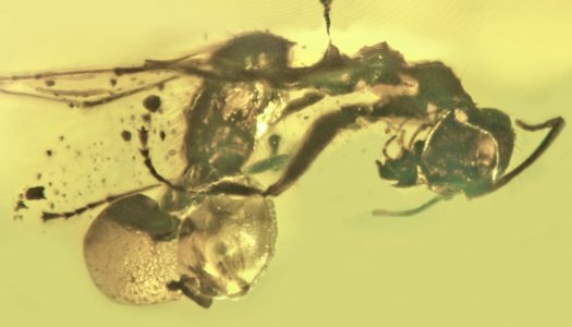 “Hormiga Zombie”: Descubren un nuevo hongo parásito preservado en un antiguo ámbar