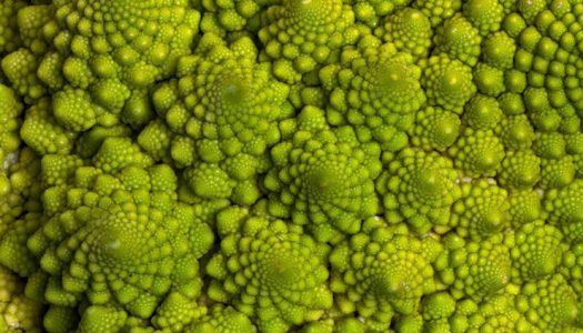 Resuelto el misterio de la curiosa forma de la coliflor romanesco