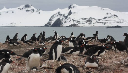 Los microplásticos llegan a la dieta de los pingüinos antárticos