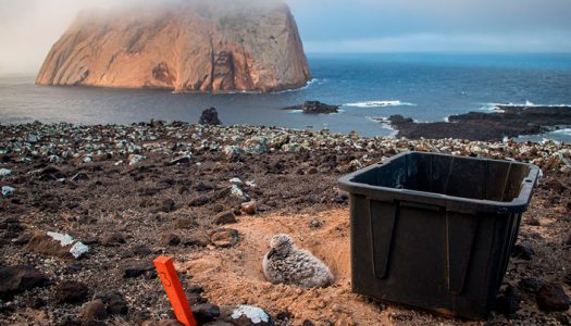 Estaban destinados a ahogarse: Cómo los científicos encontraron un nuevo hogar en una isla para estas aves marinas