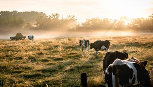 Descubren un microbio estomacal presente en las vacas que puede descomponer el plástico