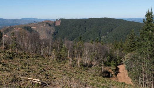 Experta apoya ingreso de plantaciones forestales al SEIA: «La evaluación ambiental es urgente para corregir aspectos en que la legislación sectorial ha sido deficiente»