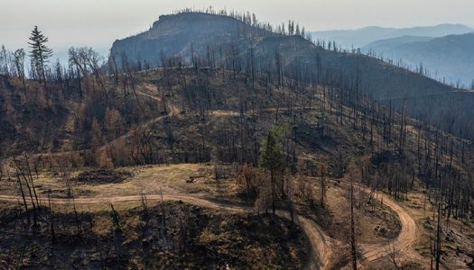 La gestión de los ecosistemas en el marco del cambio climático requiere enfoques adaptativos y traslativos