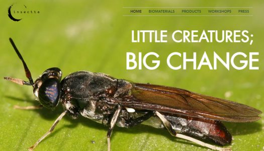 Startup de Singapur utiliza insectos para convertir el desperdicio de alimentos en un “tesoro”