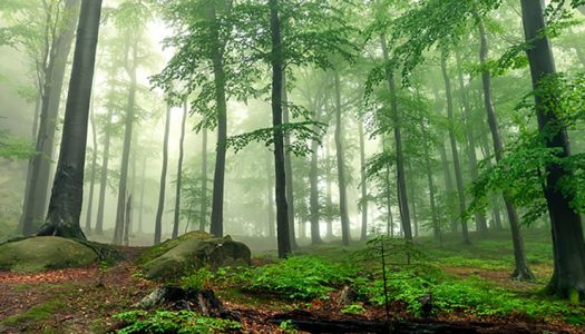 «Necesitamos una administración de la biosfera que proteja los sumideros de carbono y fomente la resiliencia»