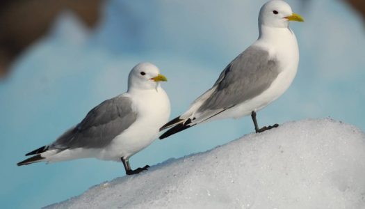 La desaparición del hielo en el Ártico amenaza las poblaciones de aves marinas