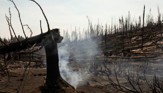 LIMPIEZA DEL TINDERBOX: A medida que el clima se calienta, un gran experimento forestal tiene como objetivo reducir el riesgo de incendios forestales y encontrar un terreno común entre los madereros y los ambientalistas.