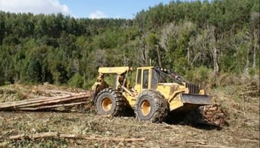 Llaman a incluir las plantaciones forestales en el Sistema de Evaluación de Impacto Ambiental