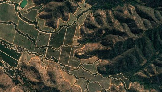 Científicos llaman a conservar corredores de vegetación nativa en viñedos de Chile central