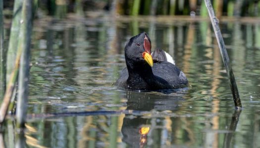 El milagroso regreso de las aves al único santuario de la Región Metropolitana