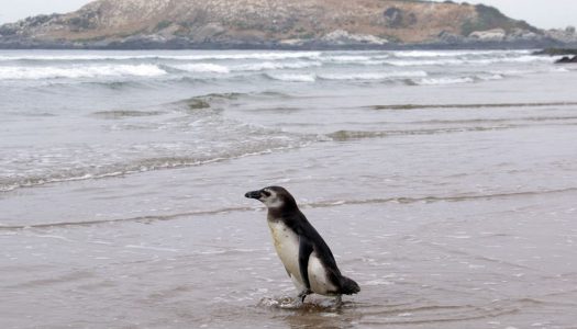 Coquimbo y Atacama firman convenio para proteger el Archipiélago de Humboldt