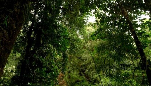 Descubren que árboles “muertos” dan vida a los bosques