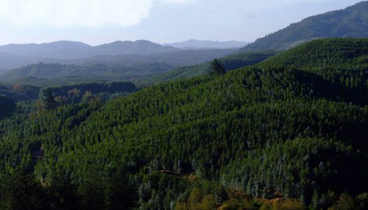Chile: científicos piden que la industria forestal pase por una evaluación de impacto ambiental | ENTREVISTA