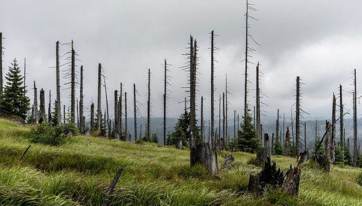 Los árboles de Alemania están muriendo. Se ha desatado un feroz debate sobre cómo responder