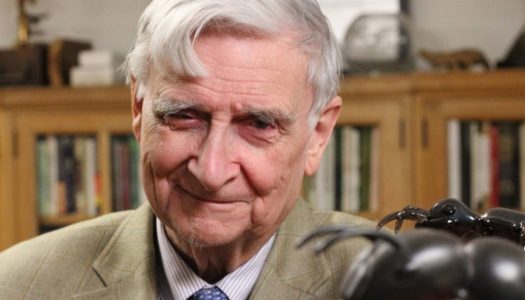 Muere el naturalista Edward O. Wilson, ‘el señor de las hormigas’, a los 92 años