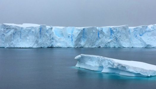 La importancia de mantener a la Antártica a salvo de las “especies foráneas”