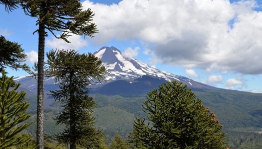 Araucarias: Amenazadas por el estrés hídrico y el cambio climático