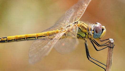 Población de libélulas en el mundo está disminuyendo a medida que los humedales desaparecen