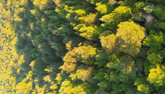 Bosques del sur de Chile y sus suelos: campeones mundiales para almacenar carbono y combatir el cambio climático